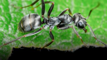 Как защитить огород и сад от муравьев и что делать, если насекомые покусали вас: подборка народных советов